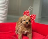 Aşılı Maltipoo Yavru