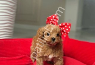 Aşılı Maltipoo Yavru