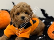 Orijinal Sağlık Garantili Maltipoo Yavru
