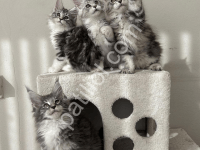 Asil Dev Kedi Maine Coon
