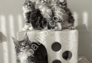asil dev kedi maine coon
