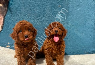 SAFKAN TOY POODLE BEBEKLER