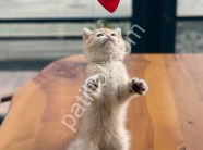 Show Kalite Golden British Shorthair