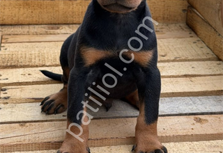 King alman doberman batman yavruları