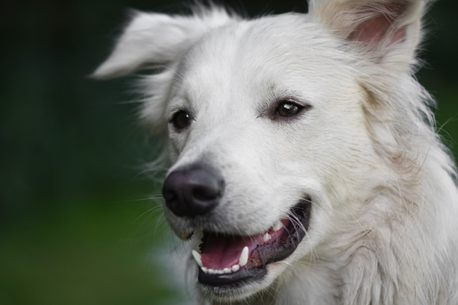 Köpekler Davranışları ve Psikoloji