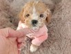 Denizli Maltipoo Yavrularım