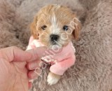 Denizli Maltipoo Yavrularım