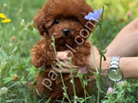Aşılı Toy Poodle Yavrular