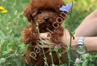 Aşılı toy poodle yavrular