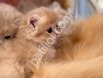 Sevimli tüy yumağı british longhair