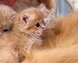 Sevimli tüy yumağı british longhair