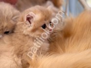 Sevimli tüy yumağı british longhair