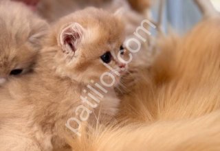 Sevimli tüy yumağı british longhair