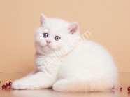 Pamuk gibi Silver British  Shorthair