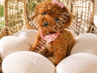Orjinal Poodle Yavrularım