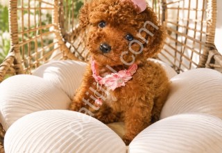 Orjinal Poodle Yavrularım