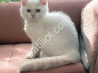 Boncuk Gözlü Kar Beyaz Tüylü British Shorthair