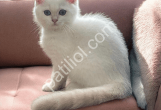 boncuk gözlü kar beyaz tüylü British Shorthair