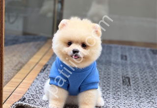AYI SURAT POMERANİAN BOO YAVRULARIMIZ HAZIR