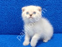 Mavi Boncuk Scottish Fold Teslime Hazırdır