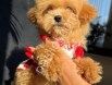 En sevimli Maltipoo Yavrularım