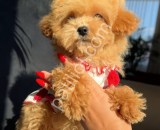 En sevimli Maltipoo Yavrularım