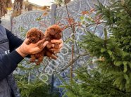 Satılık Toy Poodle Yavru Köpek – İstanbul Sağlıklı ve Oyuncu