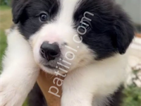 Anne Baba Şecereli Orjinal Yavru Border Collie