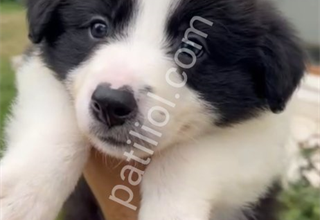 Anne baba şecereli orjinal yavru border collie