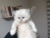 Resmi İşletmeden Kedi Yavruları