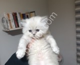 Resmi İşletmeden Kedi Yavruları