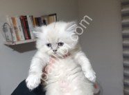 Resmi İşletmeden Kedi Yavruları