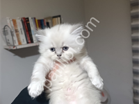 Resmi İşletmeden Kedi Yavruları