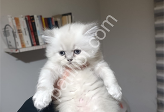 Resmi İşletmeden Kedi Yavruları