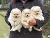 POMERRİAN BOO SEVİMLİ YAVRULAR