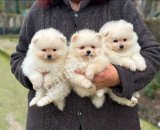 POMERRİAN BOO SEVİMLİ YAVRULAR