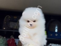 Pomerrian Boo Yavrular