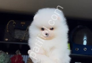 POMERRİAN boo yavrular