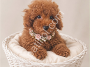 Küçük boyut toy poodle yavrular