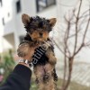 YORKİ BEBELER