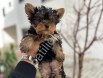 YORKİ BEBELER
