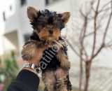 YORKİ BEBELER
