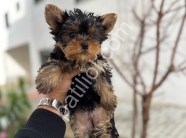 YORKİ BEBELER
