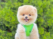 Safkan pomeranian boo yavrularımız