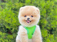 Safkan Pomeranian Boo Yavrularımız