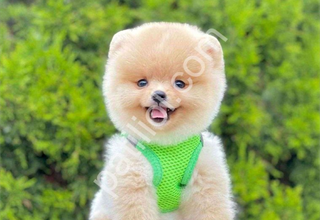 Safkan pomeranian boo yavrularımız