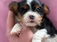 Dost Canlısı Cavalier King Yavrularım