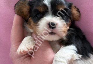 Dost canlısı cavalier king yavrularım