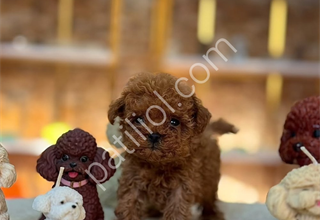 Mağazamızdan Bebek Surat ToyPoodle Yavrularımız
