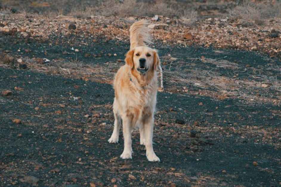 Köpeklerde doğru beslenme rehberi